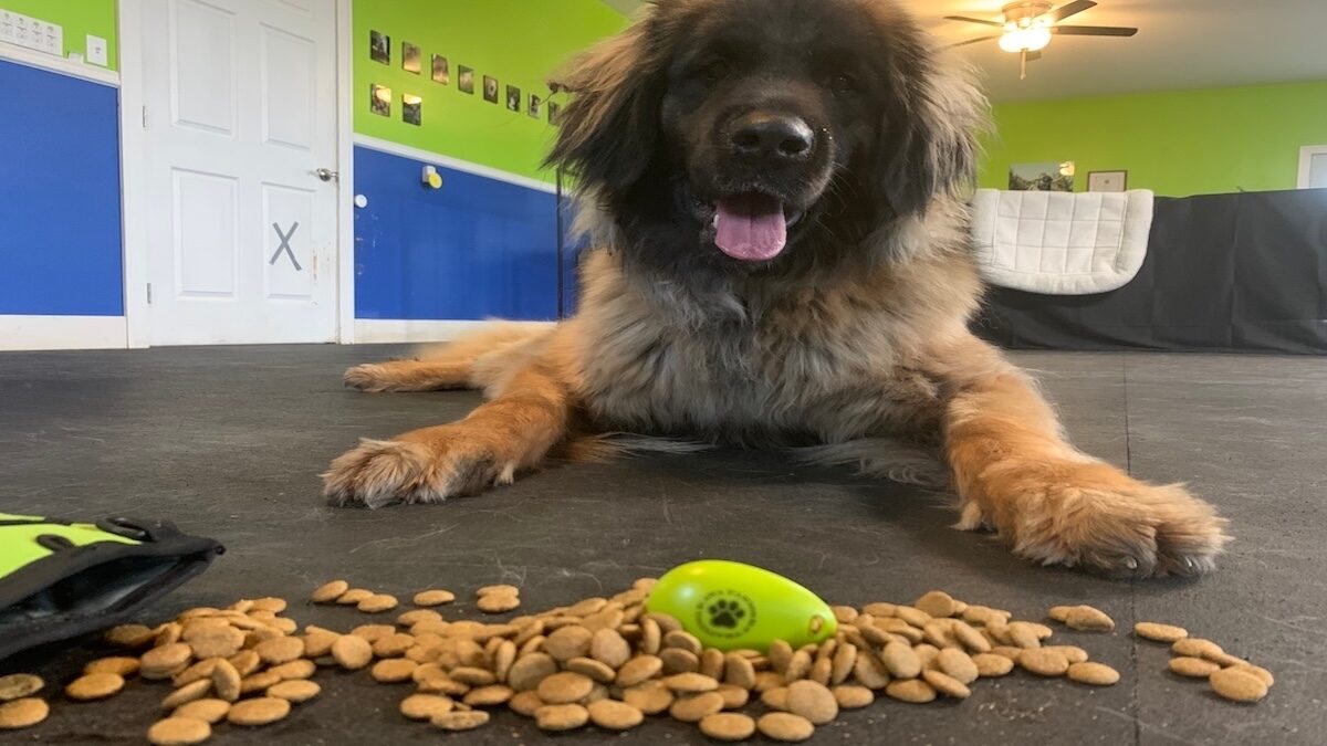 It's Yer Choice: Teaching Your Dog Self-Control Without Saying a Word