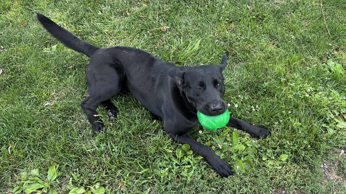 The Impact of Overshadowing in Dog Training