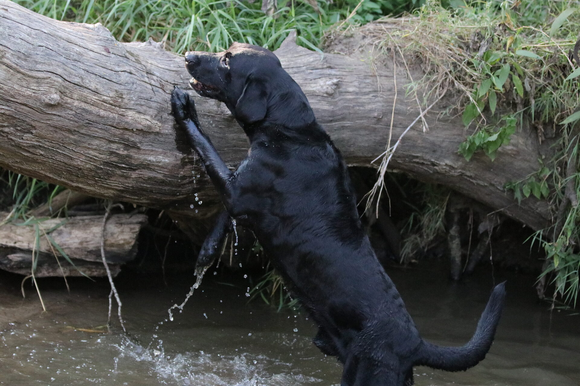 Dog training at Kawa Farms