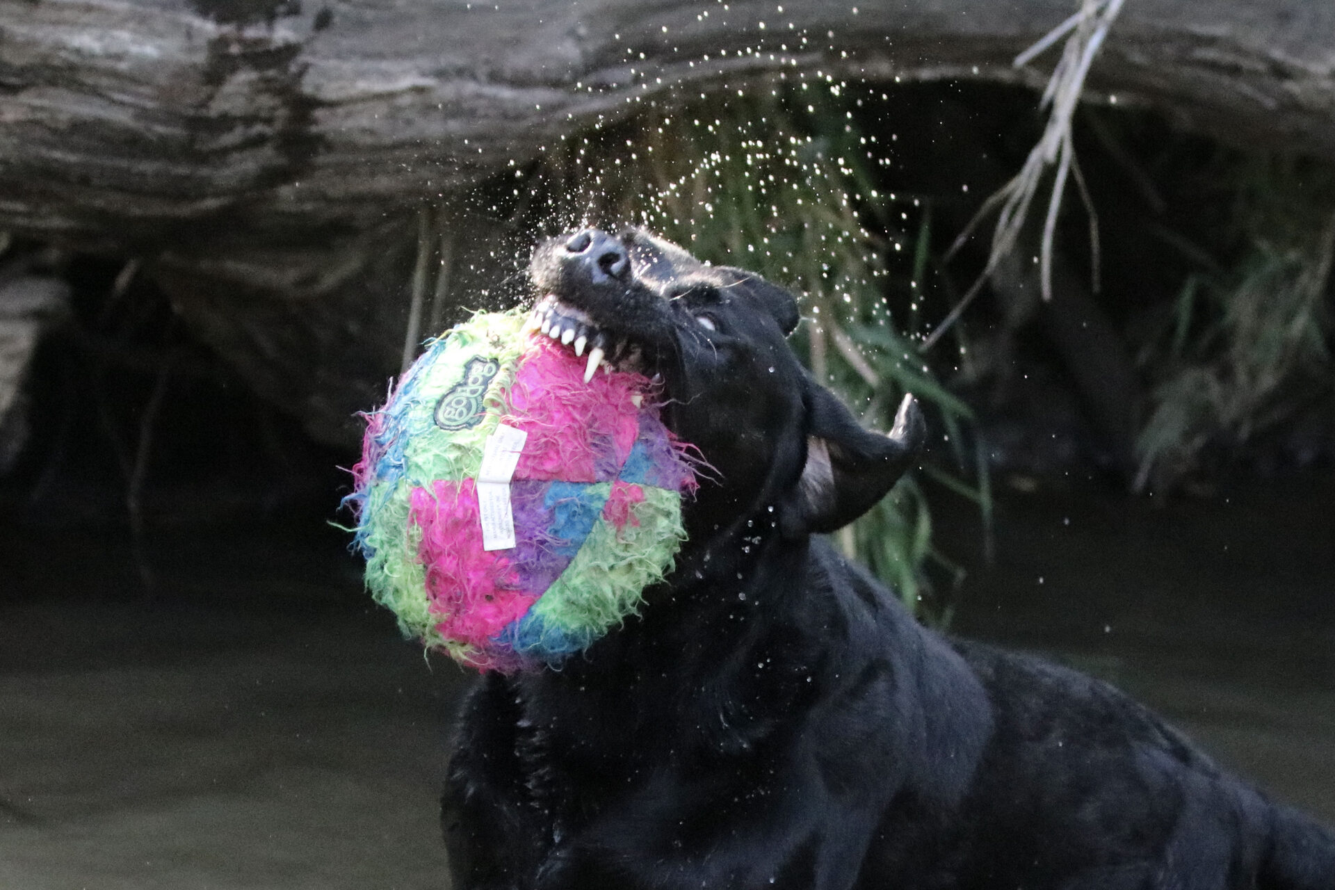 Pet dog training and play