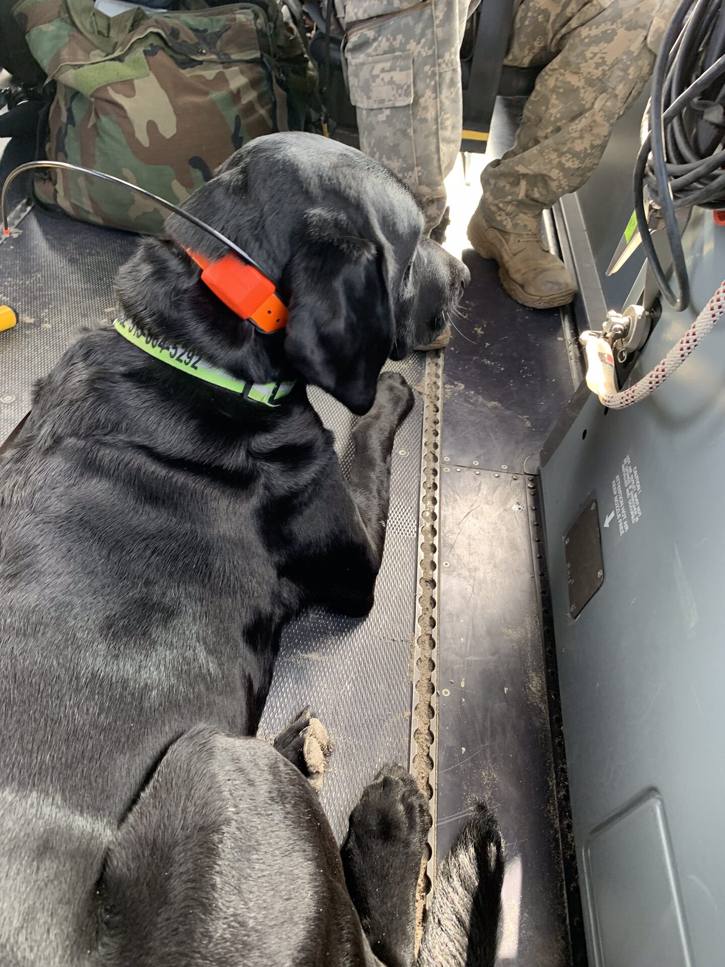 Working K9 in training